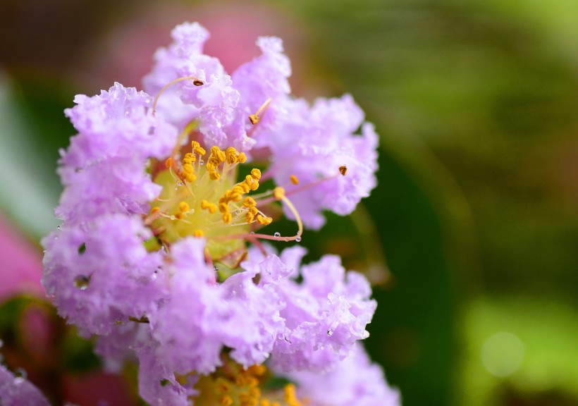 点击大图看下一张：盛开的紫腾花微距图片