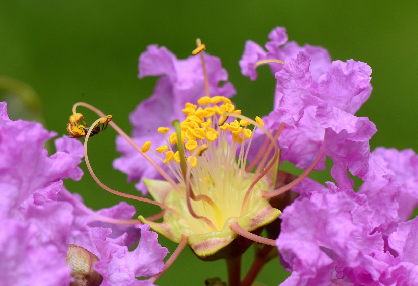 点击大图看下一张：盛开的紫腾花微距图片
