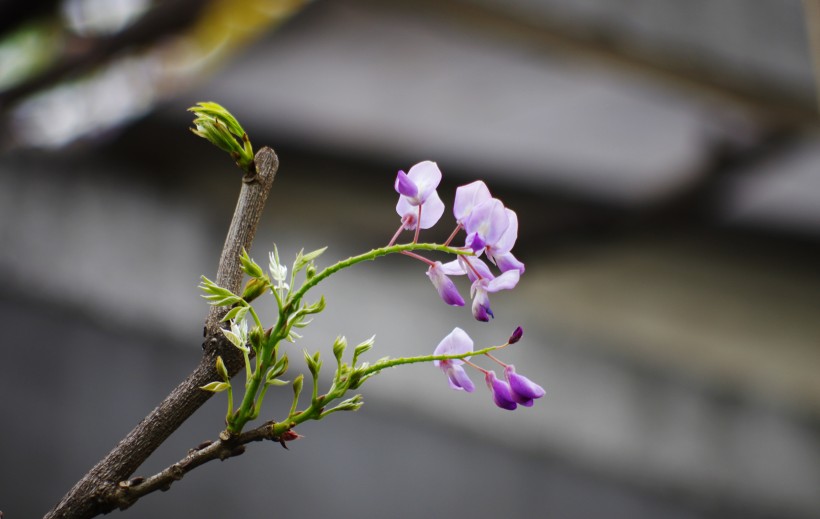 点击大图看下一张：紫藤花卉图片