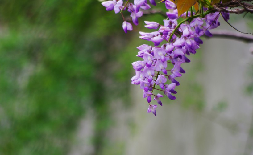 点击大图看下一张：紫藤花卉图片