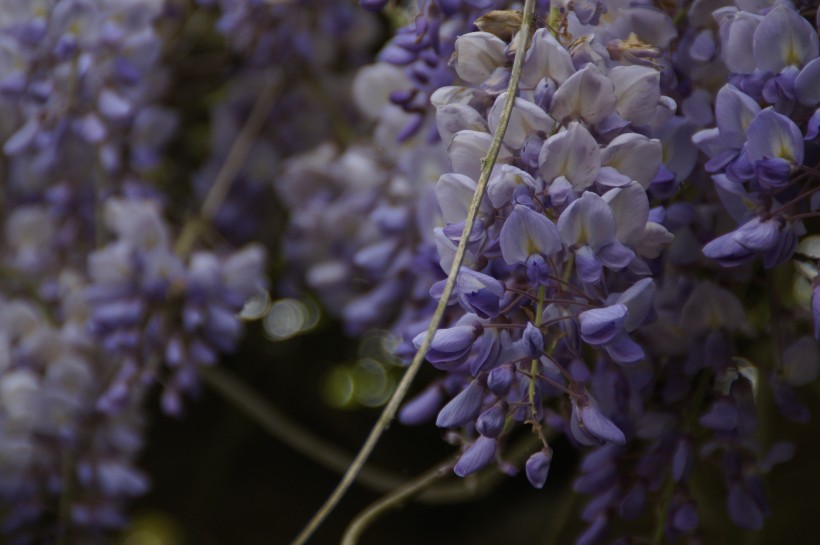 点击大图看下一张：清新的紫藤花图片