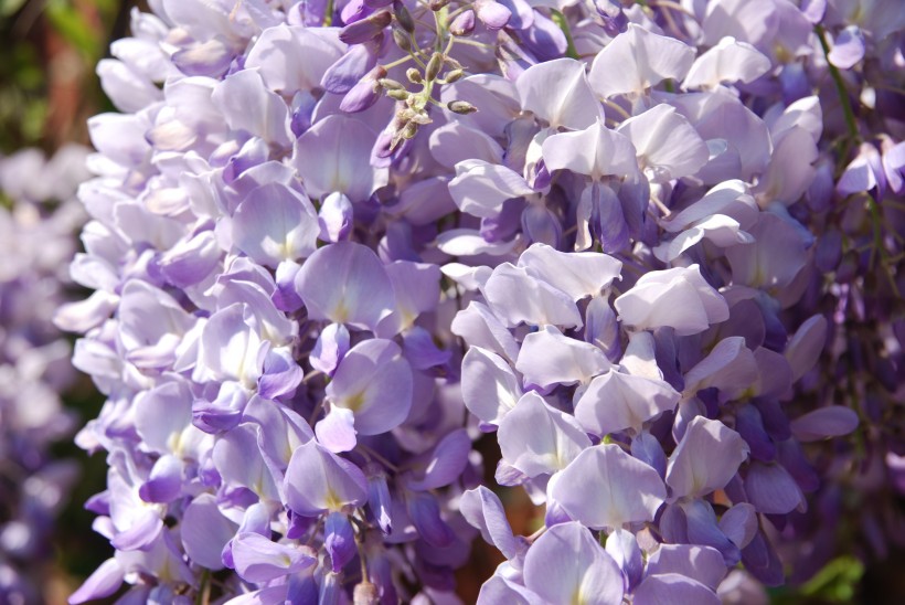 点击大图看下一张：清新的紫藤花图片
