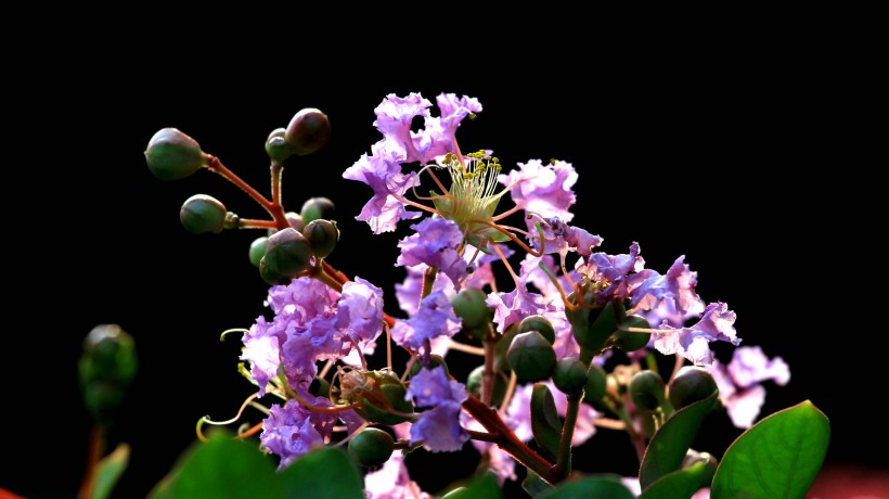 点击大图看下一张：紫薇花图片