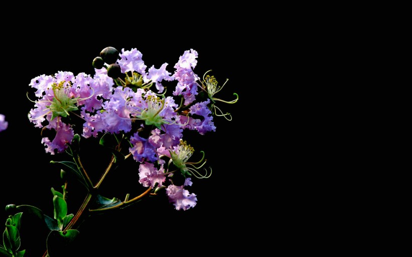 点击大图看下一张：紫薇花图片