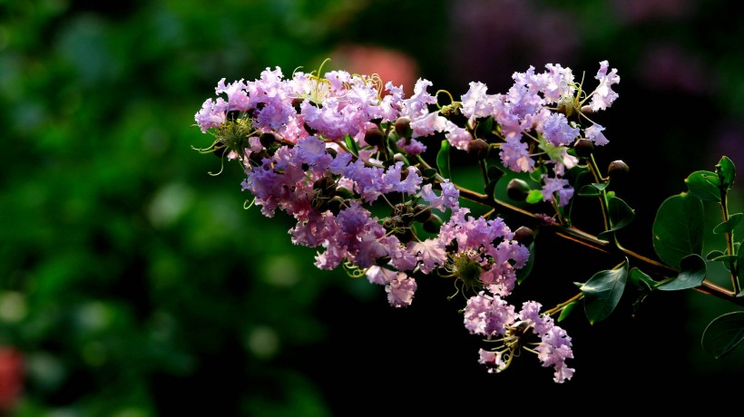 点击大图看下一张：紫薇花图片