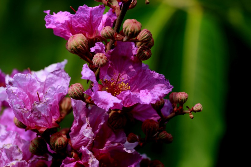 点击大图看下一张：各种颜色的紫薇花图片