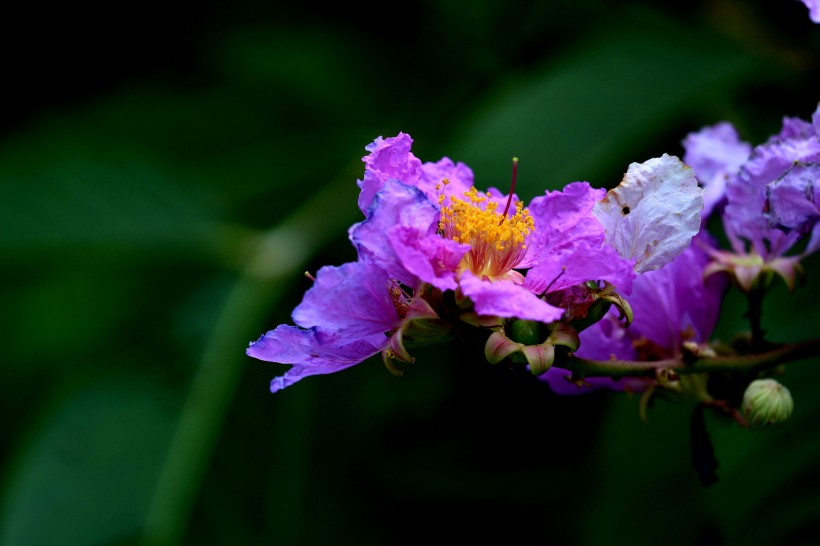 点击大图看下一张：各种颜色的紫薇花图片