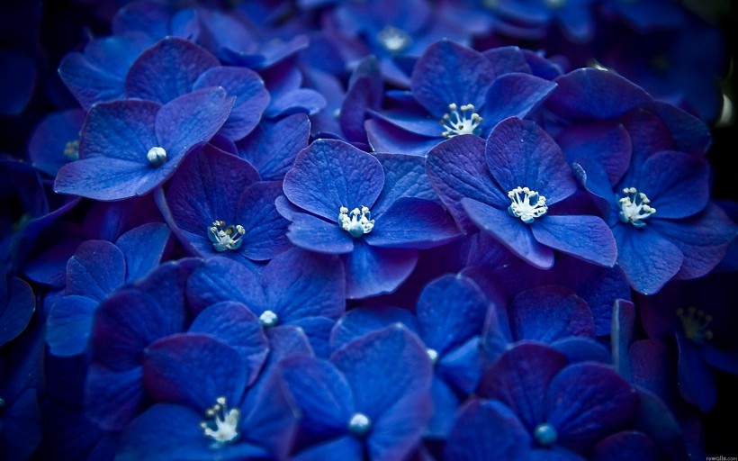 点击大图看下一张：紫阳花图片