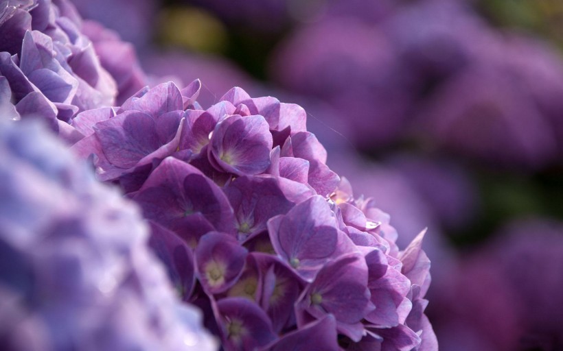 点击大图看下一张：紫阳花图片