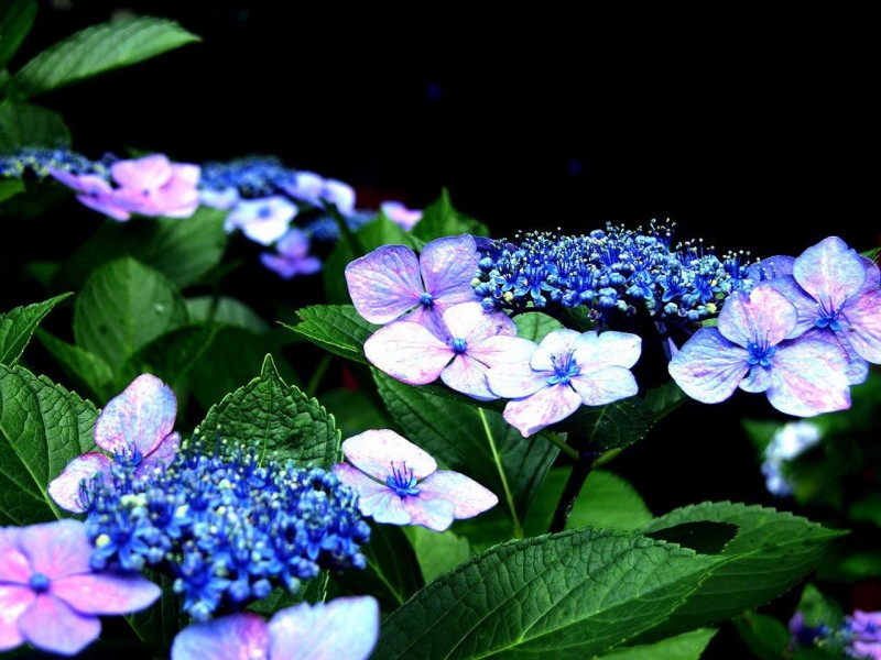 点击大图看下一张：八仙紫阳花图片