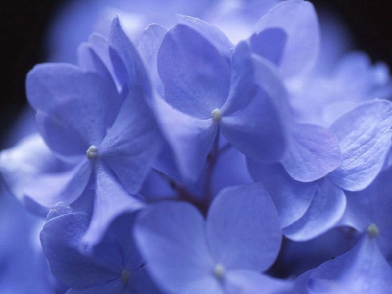 点击大图看下一张：八仙紫阳花图片