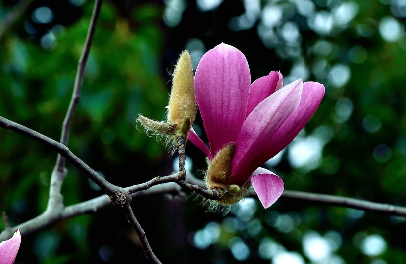 点击大图看下一张：紫玉兰花图片