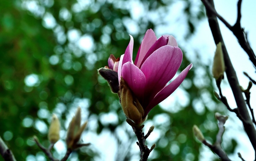 点击大图看下一张：紫玉兰花图片