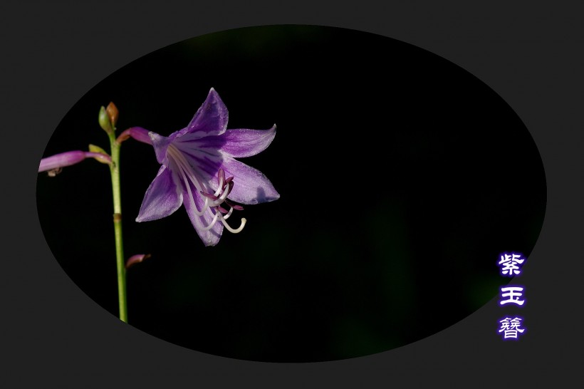 点击大图看下一张：紫玉簪图片