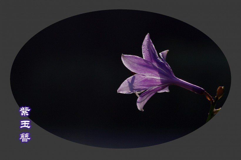 点击大图看下一张：紫玉簪图片