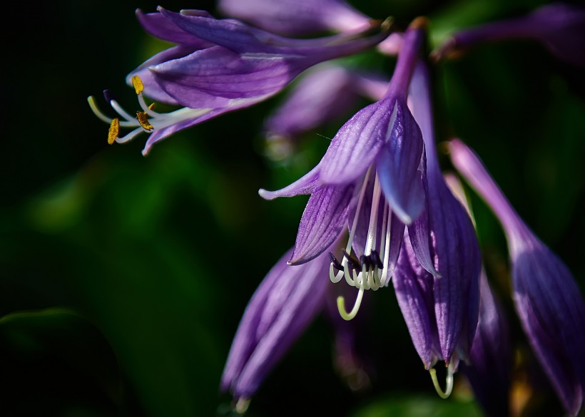 点击大图看下一张：梦幻紫玉簪花卉图片
