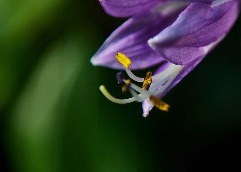点击大图看下一张：梦幻紫玉簪花卉图片