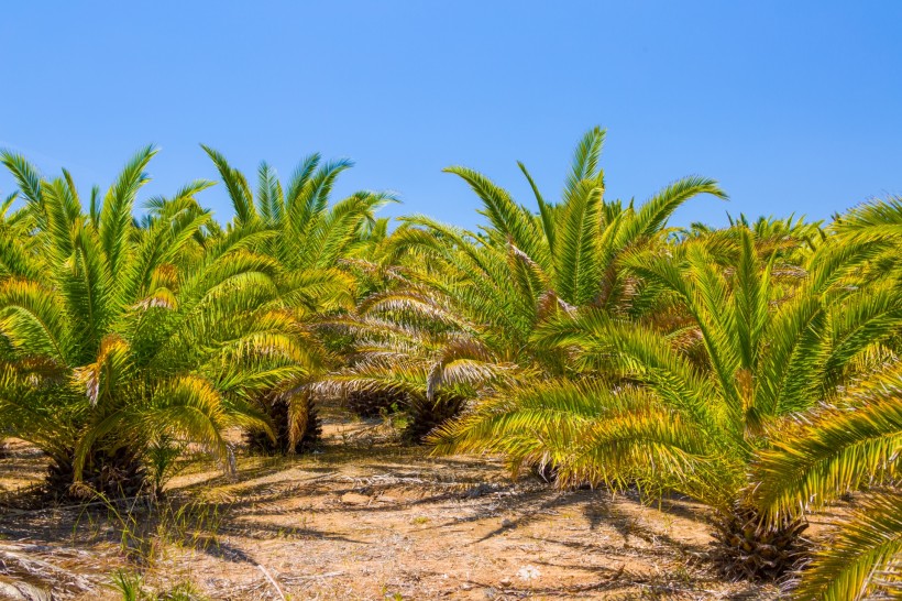 点击大图看下一张：绿色的棕榈树图片