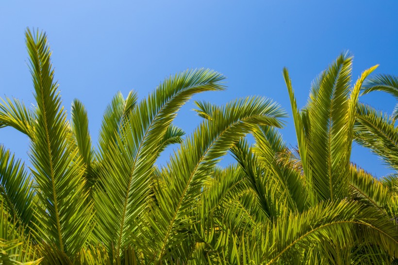 点击大图看下一张：绿色的棕榈树图片