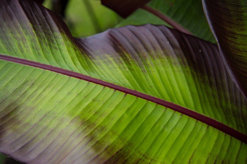 点击大图看下一张：棕榈树叶子图片