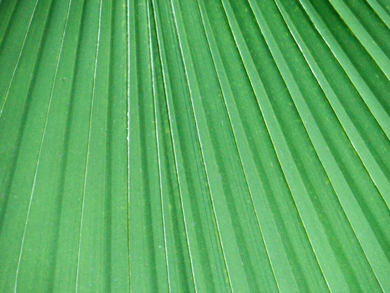 点击大图看下一张：棕榈树叶子图片
