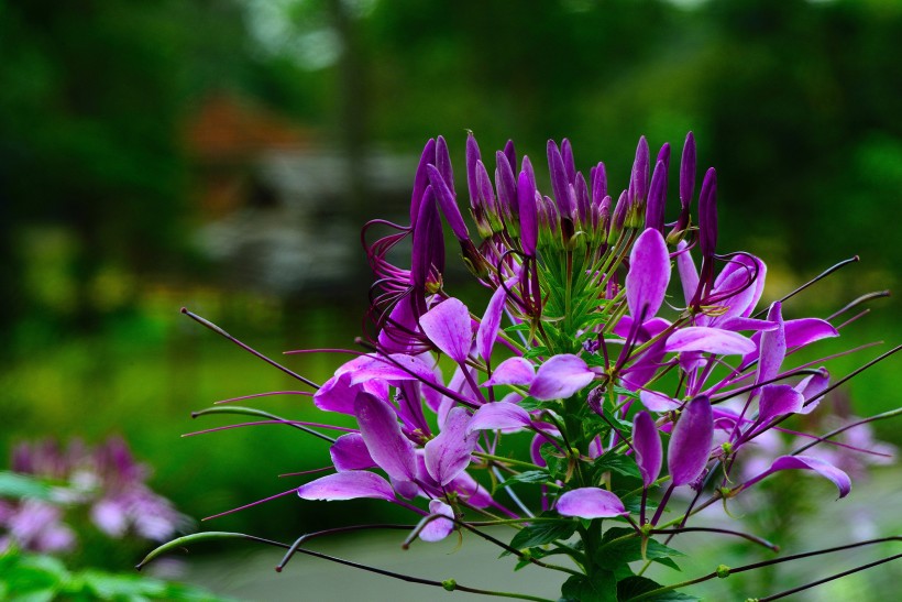 点击大图看下一张：醉蝴蝶花图片