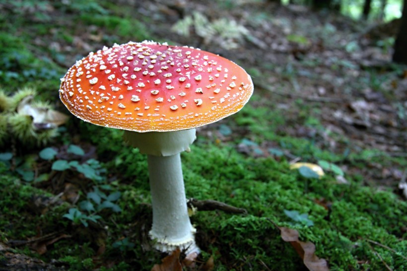 点击大图看下一张：最美的蘑菇粉木耳图片