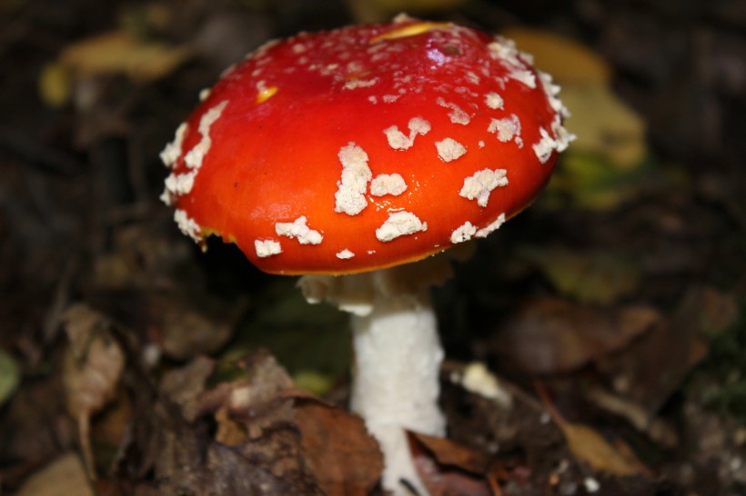 点击大图看下一张：最美的蘑菇粉木耳图片