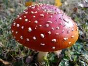 最美的蘑菇粉木耳图片_19张