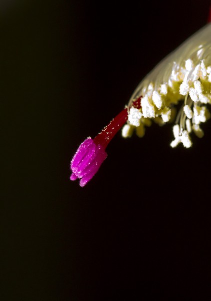 点击大图看下一张：蟹爪莲花卉图片