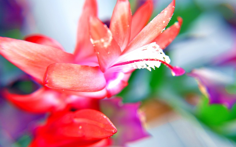 点击大图看下一张：蟹爪莲花卉图片