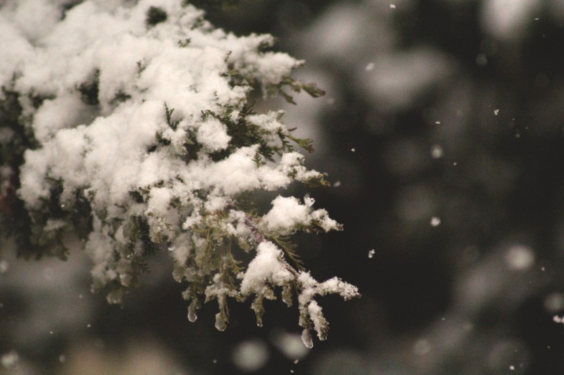 点击大图看下一张：皎洁的雪花图片