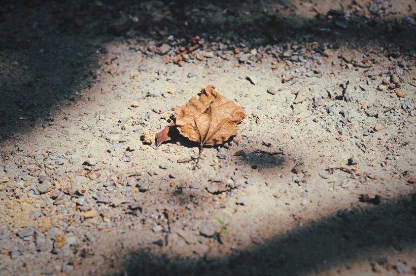 点击大图看下一张：落在地上的树叶图片