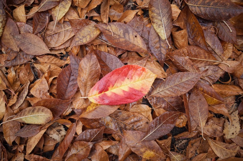 点击大图看下一张：落在地上的树叶图片