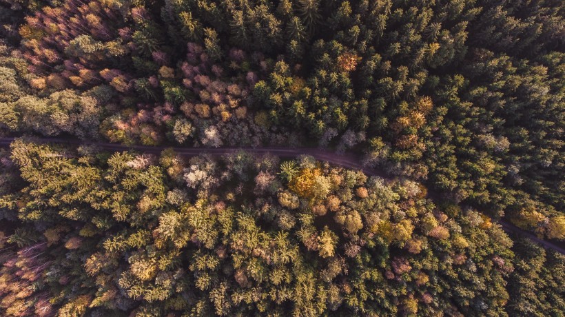 点击大图看下一张：秋天树林风景图片