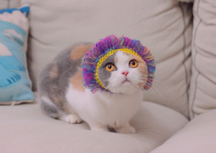 点击大图看下一张：一只超可爱的小猫猫烫了新发型图片欣赏