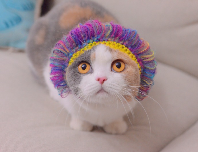 点击大图看下一张：一只超可爱的小猫猫烫了新发型图片欣赏