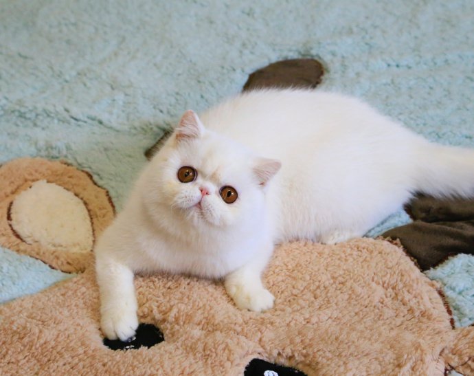 点击大图看下一张：一组超可爱的纯白色小猫猫图片欣赏