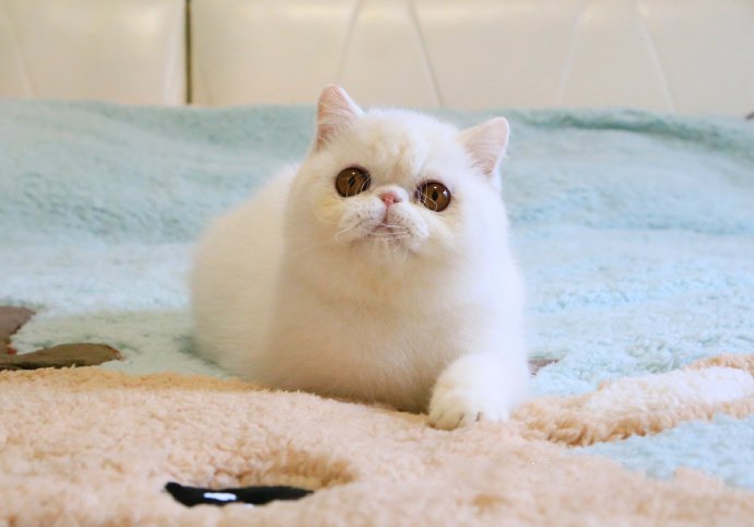 点击大图看下一张：一组超可爱的纯白色小猫猫图片欣赏