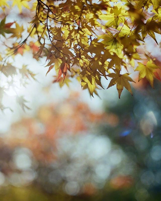 点击大图看下一张：秋天 美丽的季节 收获的季节 金黄的季节