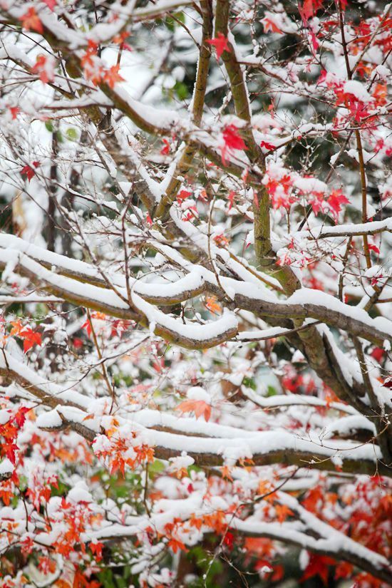 点击大图看下一张：一组雪染枫叶红 ​​​​美景图片欣赏