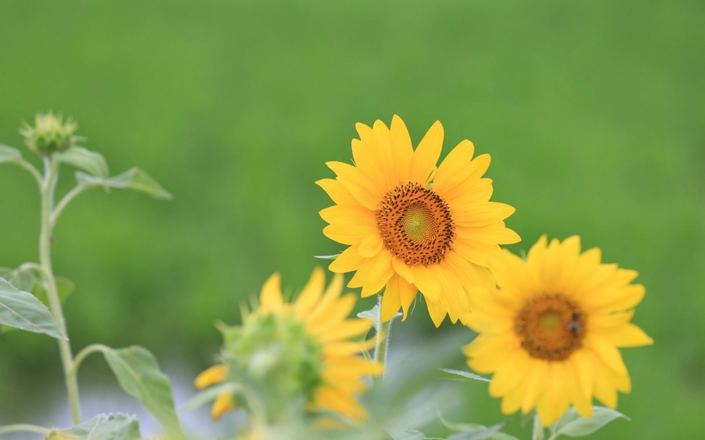 点击大图看下一张：向阳而开的花,开起来就像阳光般灿烂,颜色里已经充满阳光的味道