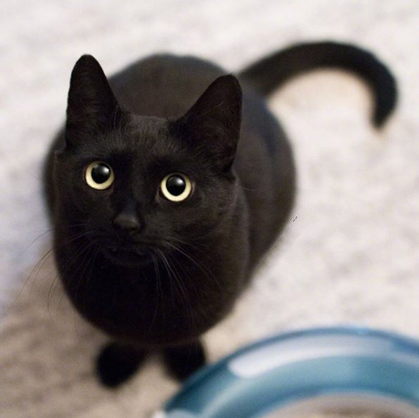 点击大图看下一张：这只名叫bear的黑猫，圆溜溜的大眼睛