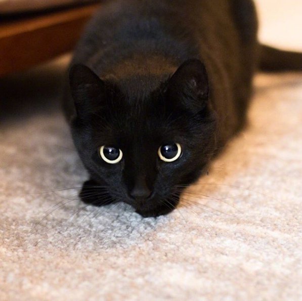 点击大图看下一张：这只名叫bear的黑猫，圆溜溜的大眼睛