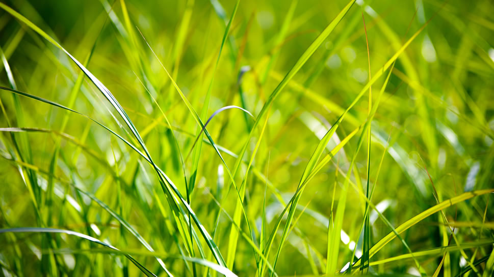 点击大图看下一张：一组绿色花草，草丛高清护眼壁纸欣赏
