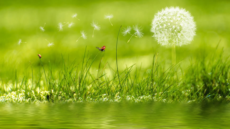 点击大图看下一张：一组绿色花草，草丛高清护眼壁纸欣赏