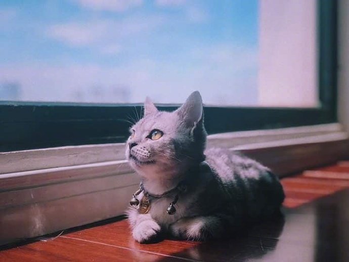 点击大图看下一张：小猫45度望着窗外的画面，好美