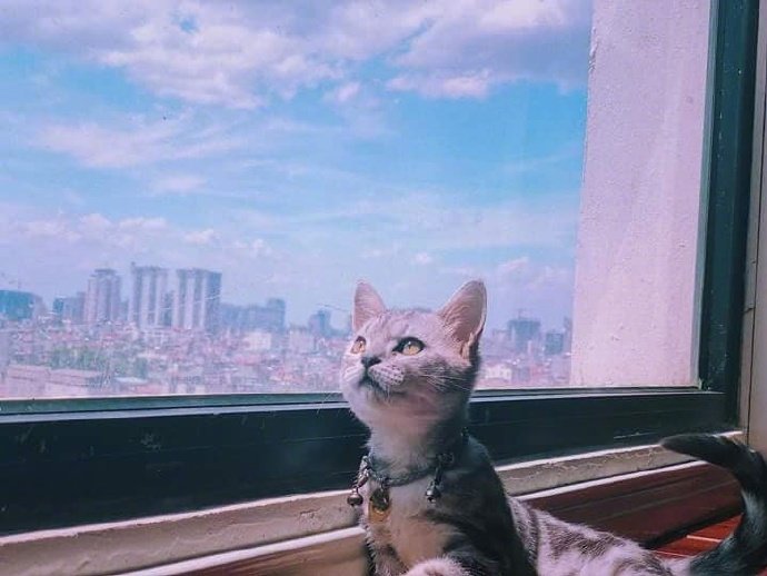 点击大图看下一张：小猫45度望着窗外的画面，好美