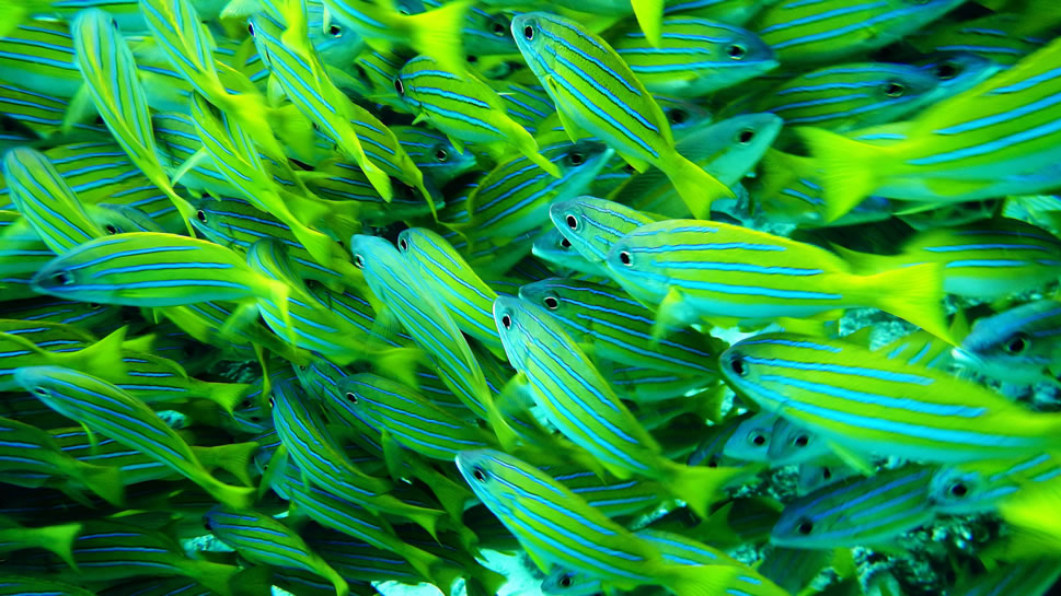 点击大图看下一张：一组海洋里成群结队的鱼群图片欣赏