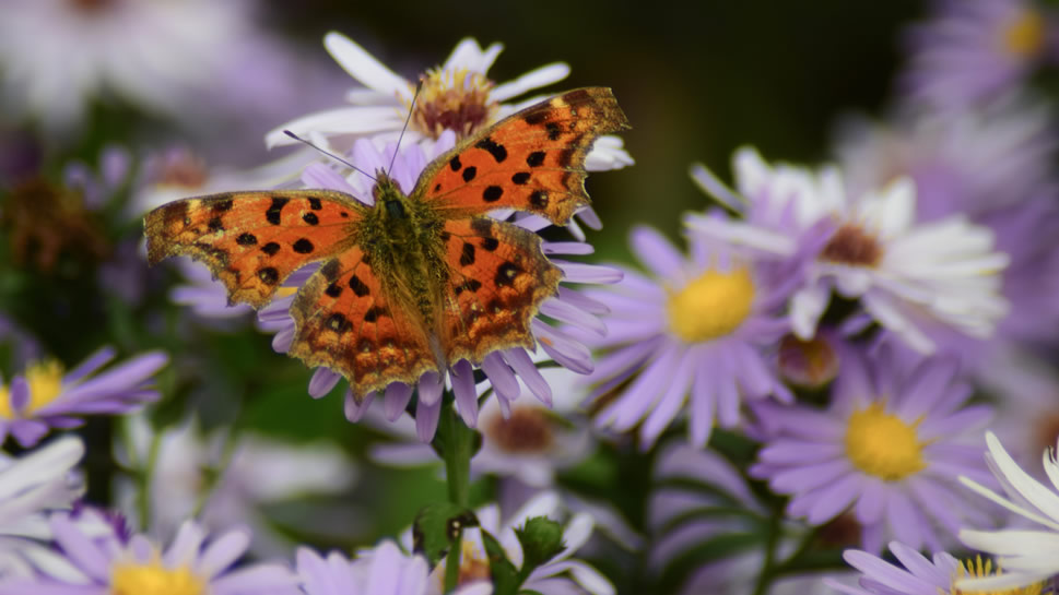 点击大图看下一张：一组美丽的斑点木蝶图片欣赏